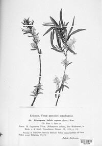 Melampsora caprearum image